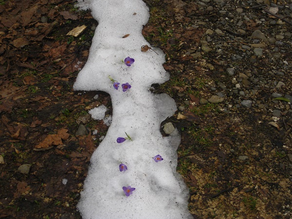 До лісу на Хотинщині – як на сповідь в церкву 