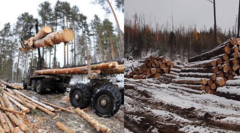 Не в Карпатах: найбільше незаконних рубок лісу зафіксовано в Харківській, Херсонській та Житомирській областях