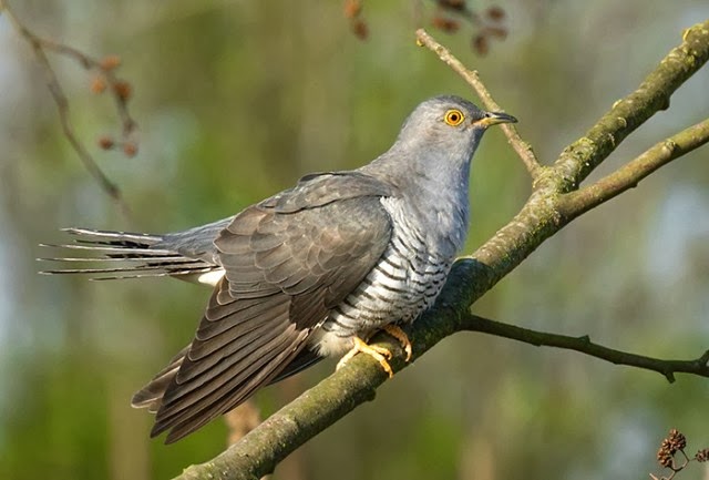 Закувала та сива зозуля всюди, в горах та на підгір'ї Буковини – також...