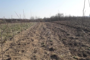 У Чернівецькому лісгоспі заклали горіхову плантацію