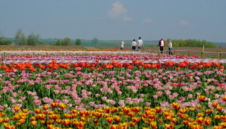 Цьогоріч туристи не зможуть офіційно помилуватися тюльпановими полями Буковини, але якщо спробують, як у Магалі, то власників оштрафують 