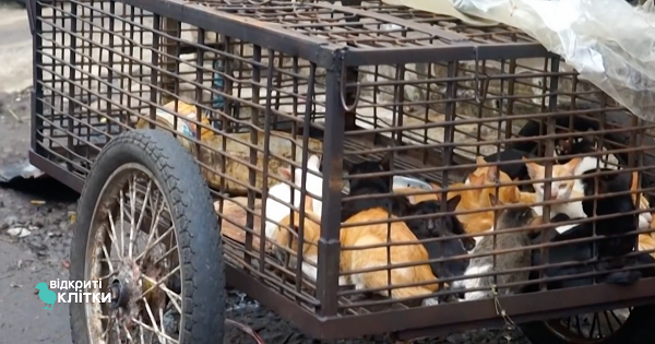 Заборонимо 'мокрі ринки' разом: активісти збирають підписи за закриття в Україні ринків живих тварин, де їх продають та убивають для споживання 