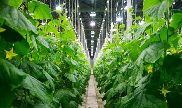 Через посилення карантинних обмежень закупівельні ціни на тепличні огірки обвалилися втричі