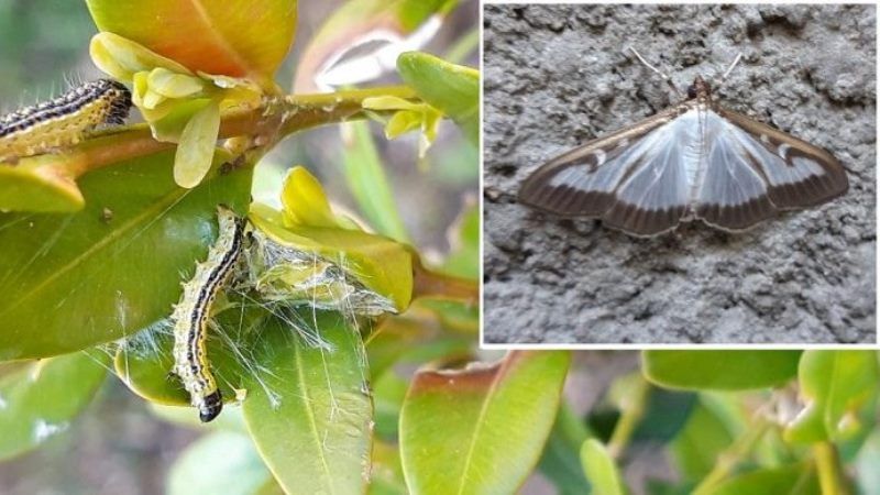 Буковиною поширюється новий шкідник — самшитова вогнівка