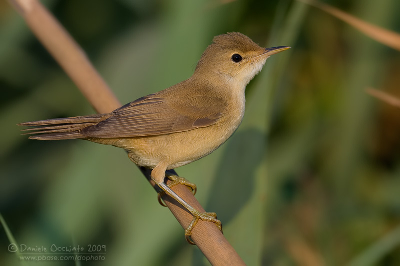 Вже й очеретянка – у ріднім буковинськім краї
