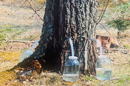 Лісівники Чернівеччини заготовили майже 100 тонн березового соку