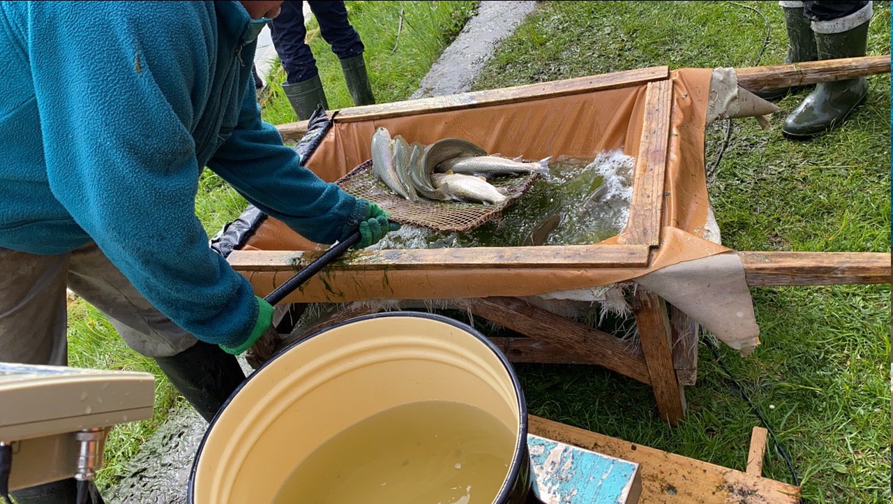 В Прут випустили майже сім сотень рибин райдужної форелі (ВІДЕО)