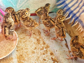 Фазанаріум Сокирянської інкубаторної станції поповнився десятьма пташенятами 