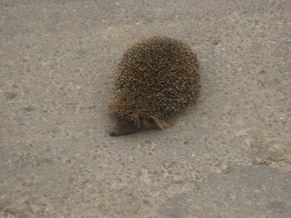 Їжачків на Буковині обмаль, а цей ще й під колеса потрапив