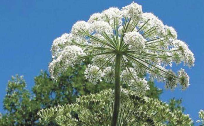 У департаменті ЖКГ спишуть 100 тисяч гривень на боротьбу з борщівником Сосновського у Чернівцях 