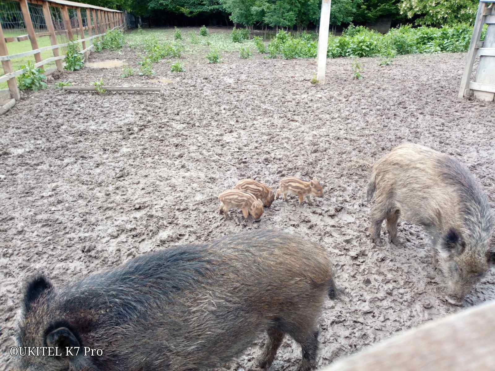 У вольєрі Ломачинецького лісництва  народилося троє поросят диких кабанів, яких восени випустять на волю
