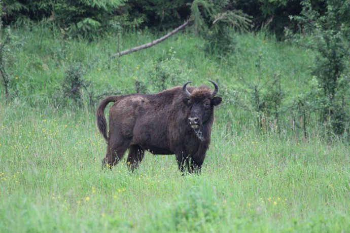  На Буковину з вінницьких лісів привезли ще одну зубриху