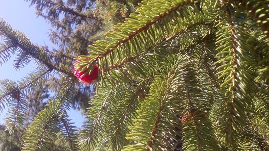 На Путильщині зацвіла смерека