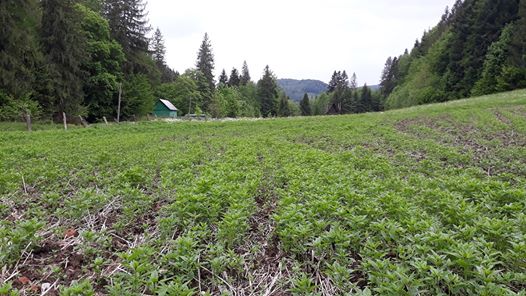 На Сторожинеччині заклали кормові поля для підгодівлі диких звірів