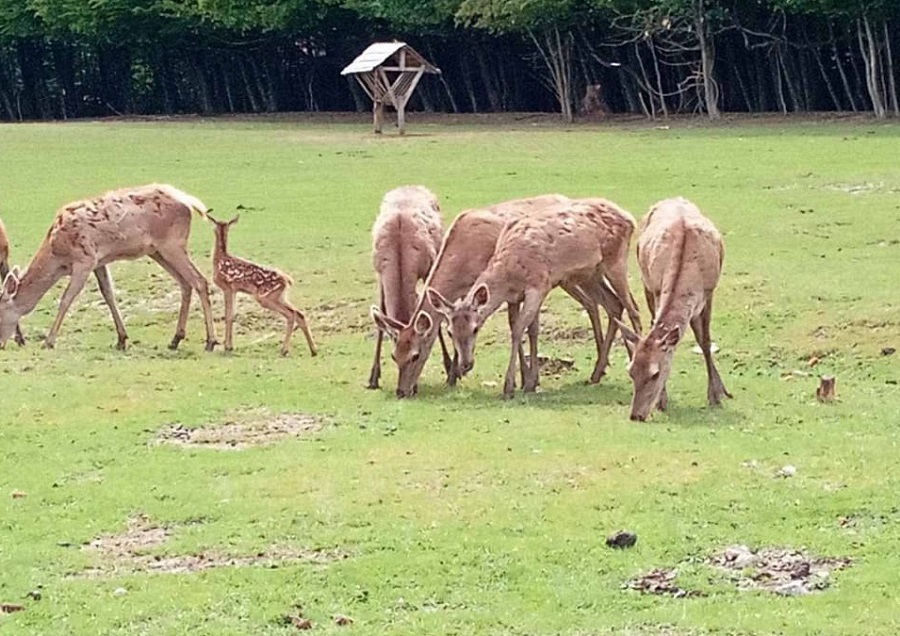 У Сокирянському лісгоспі – поповнення у родині оленів та ослів