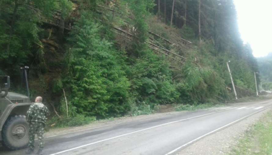 Негода на Буковині повалила 12 гектарів лісу  