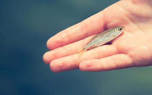 У річках Буковини зафіксували рекордно велику кількість малька