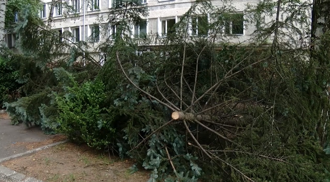 На території Чернівецької обласної дитячої лікарні зрізали кілька десятків дерев