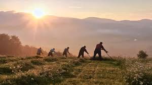 У Карпатах падуть роси на покоси. Але тільки де-не-де