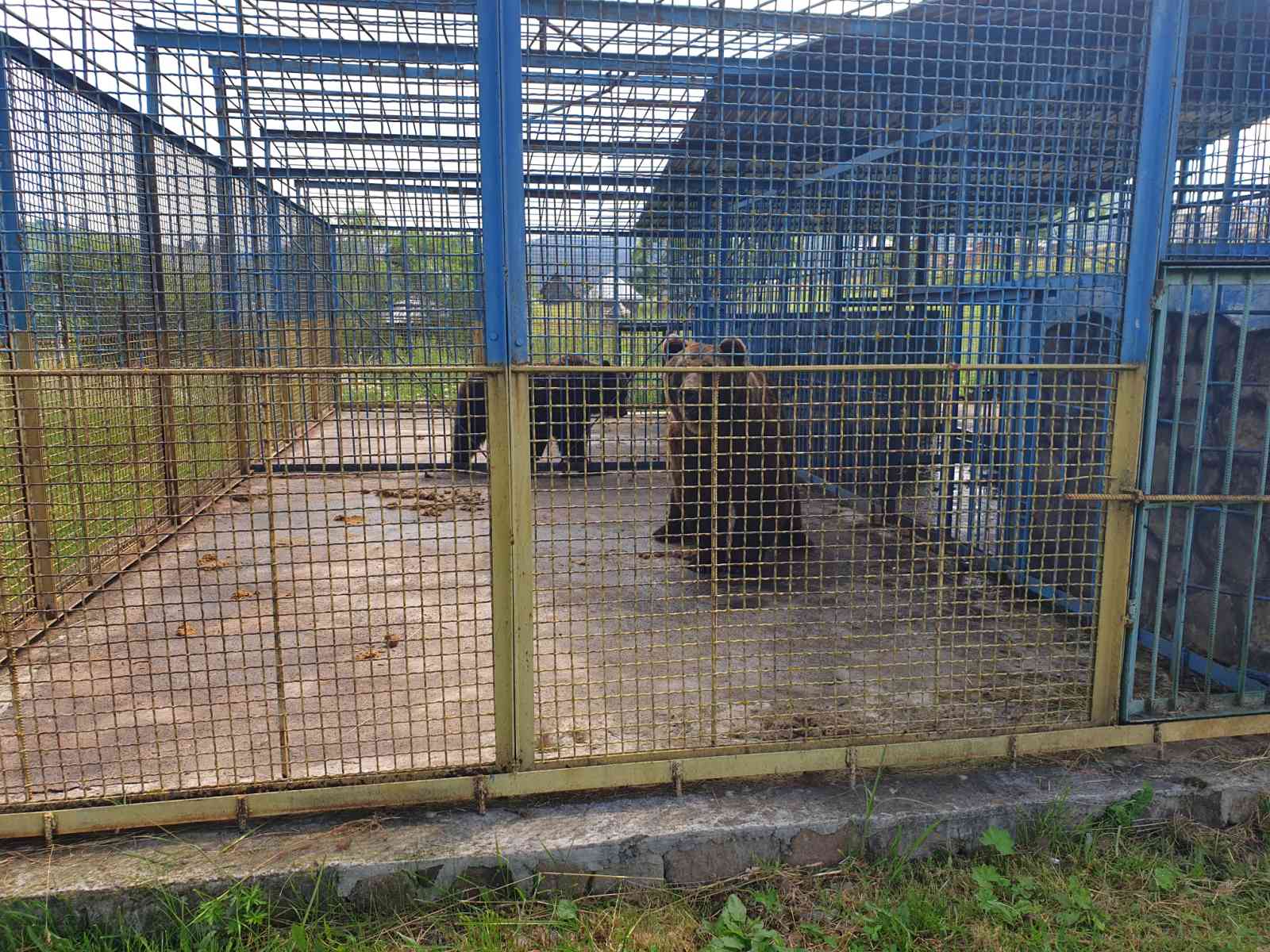 Трьох ведмедів та інших диких тварин утримують у неволі в Селятинському лісництві