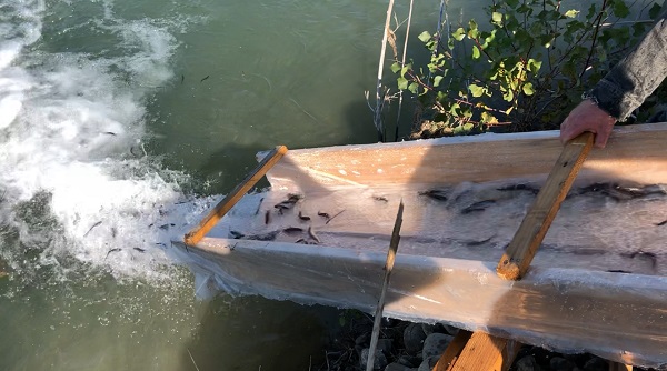 На Буковині у гірські річки випустили понад 40 тисяч мальків райдужної форелі та лосося дунайського