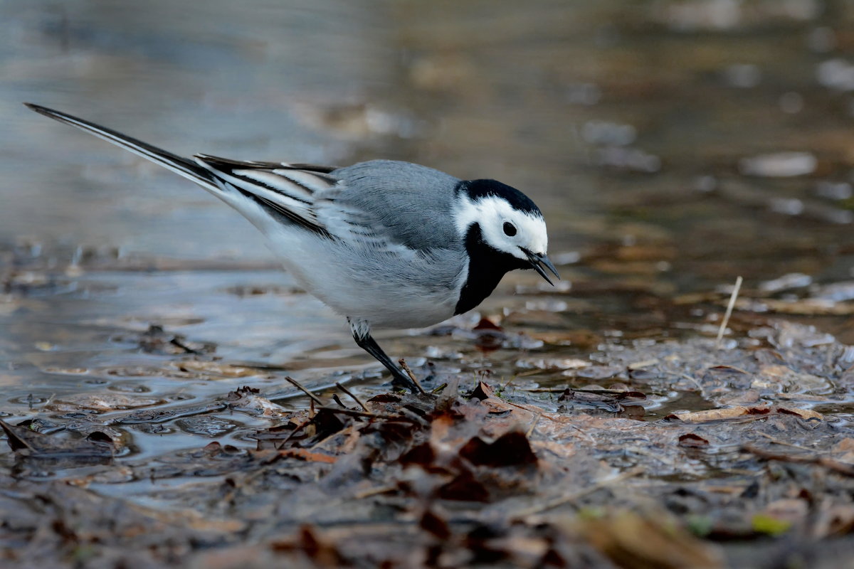 З перелітних на Буковині ще трясогузка у вирій не зібралася