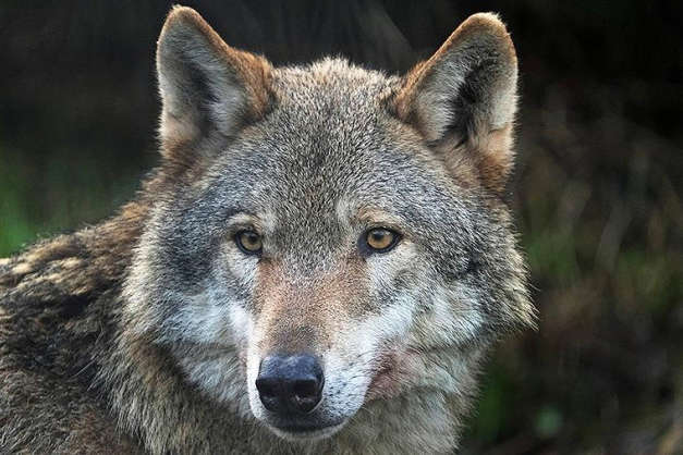 Вовки з Чернівецької області атакували місто Снятин на Івано-Франківщині  