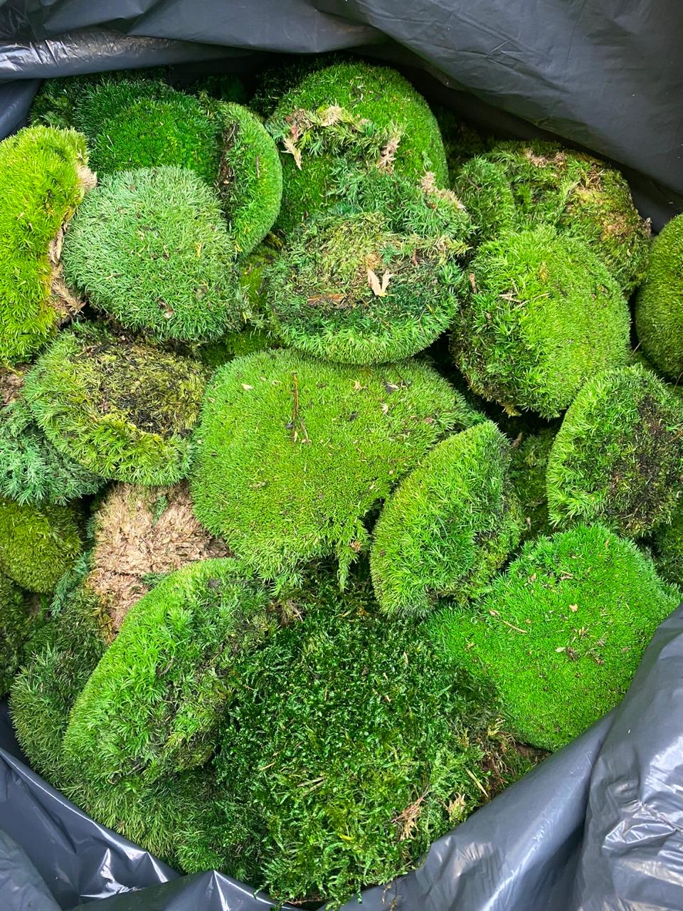 Декоративний мох вартістю 100 тисяч гривень вилучили буковинські митники у громадянина Румунії 