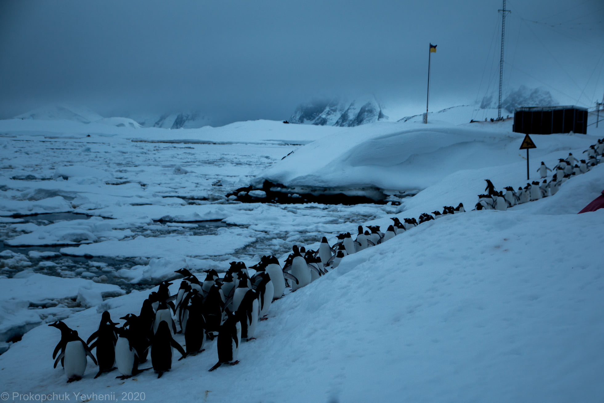 Пінгвіни у льодовій пастці п’ятий день без їжі, - 25-та УАЕ