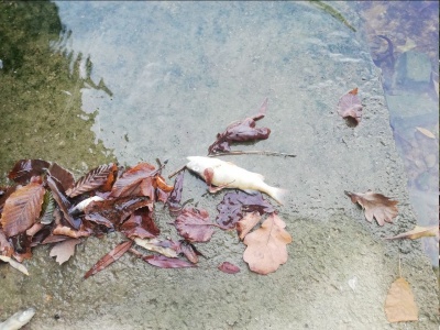 Окунь у Дністровському водосховищі загинув через паразитів