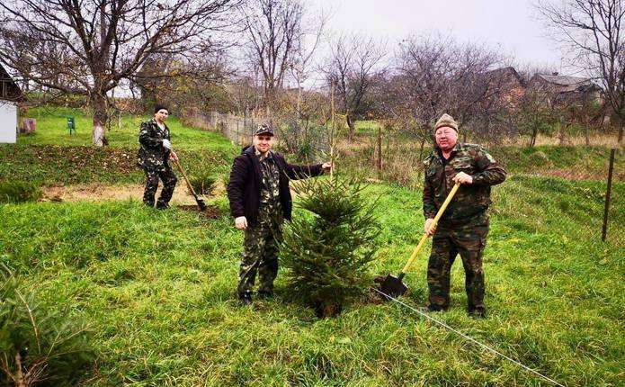 У музеї просто неба в Чернівцях висадили 40 смерек
