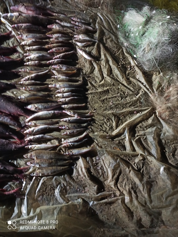 На Дністровському водосховищі вилучили більше пів тисячі незаконно добутих рибин