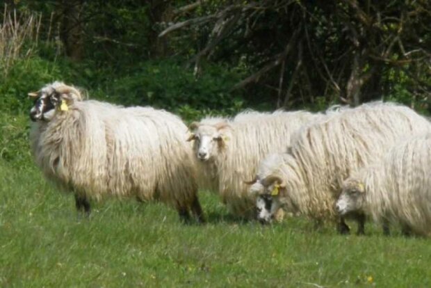 На Буковині вивели диво-вівцю з шикарною шевелюрою - дає молока більше, ніж корова