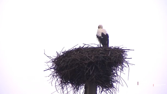 Лелеки ще не знають горя війни, але на Буковину вже прилетіли...
