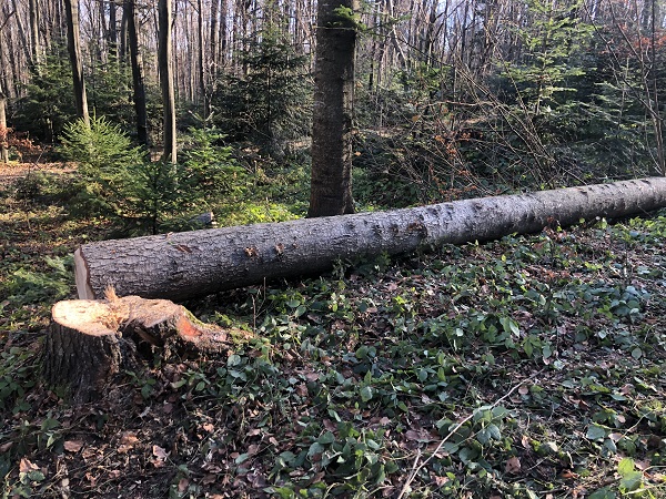 У НПП «Вижницький» знову виявлено порушення ведення санітарної рубки дерев