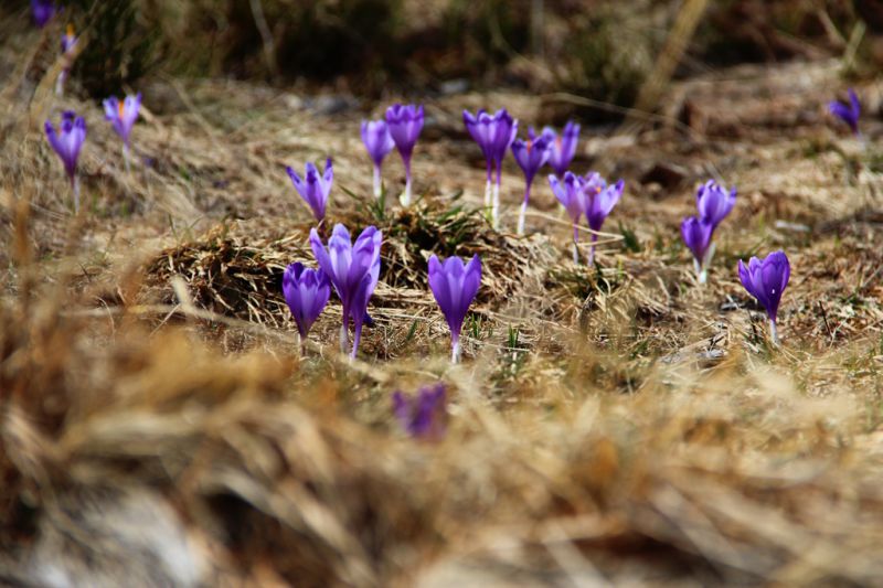 Шафран гейфелів, або як його ще називають первоцвіт, уперше не зацвів восени…