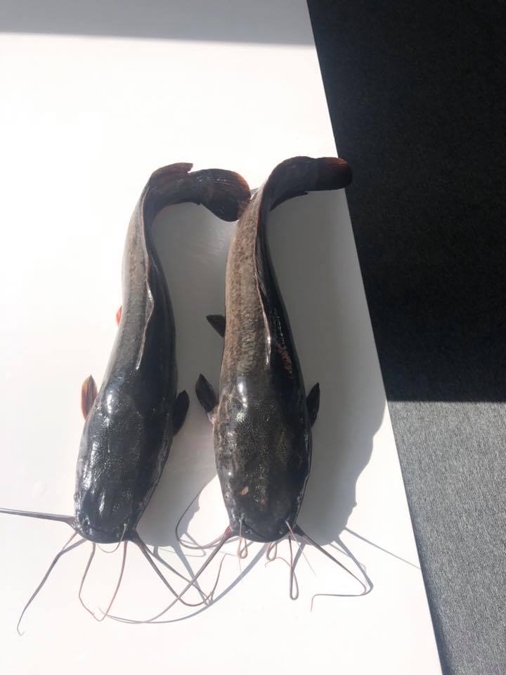 А колишній нардеп Рибак у рибалки подався...