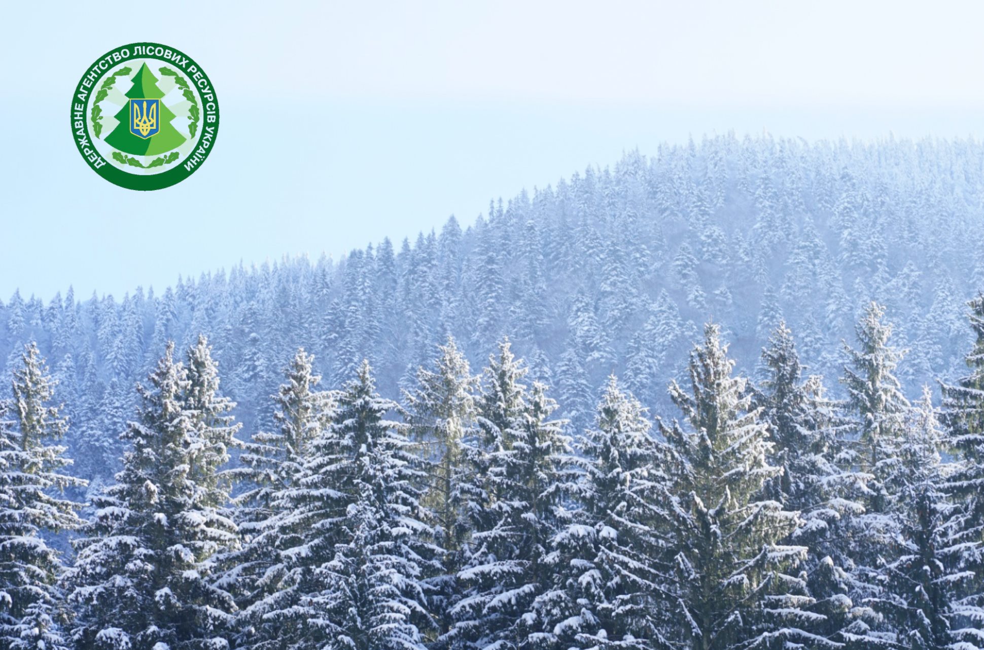 На Буковині взяли під охорону хвойні ліси для запобігання незаконних рубок