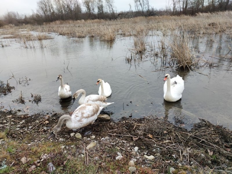 І 1,3 мільйона бюджетних гривень не допомогли: лебеді, які зимували у Чорториї ще з 1980-х, покинули озеро
