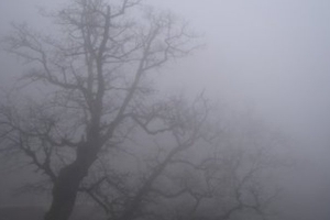 Видимість 200-500 метрів. Буковинців попереджають про туман 