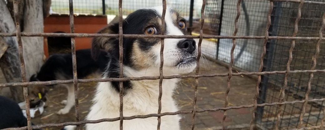 У центрі стерилізації в Чернівцях голодують собаки