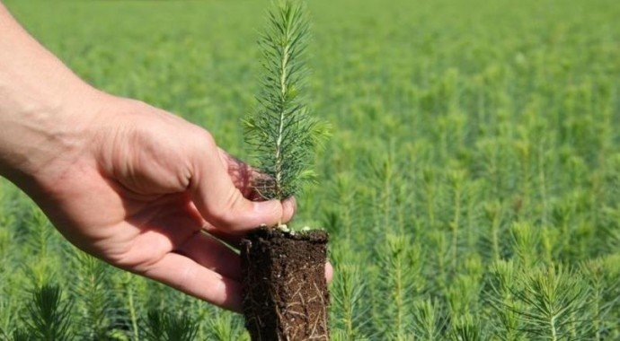 На Буковині  засадили молодими деревами майже 1,5 тис га лісу