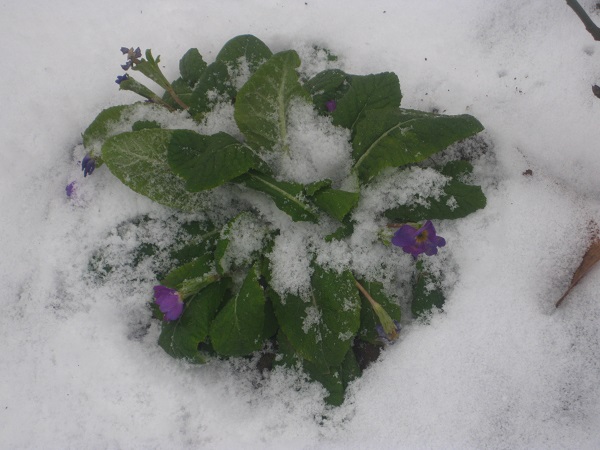 Дикоросла примула, яка квітне лише на весні, упродовж літа та ранньої осені, на диво щойно зацвіла в Чернівцях під Новий Старий рік