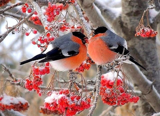 На Буковину нарешті прилетіли снігурі за тридев'ять земель...