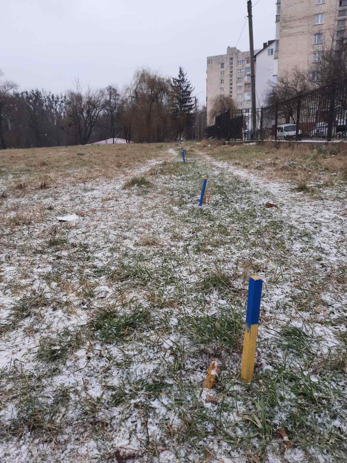 Саджанці 25 сосен нахабно вирвали з корінням у чернівецькому парку