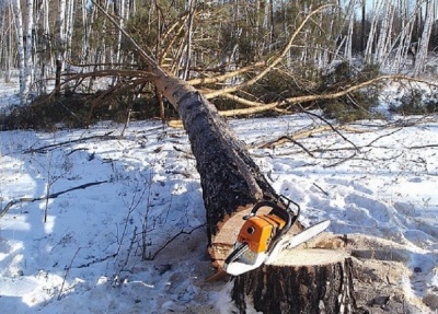 На Вижниччині під час валки лісу загинув 45-річний чоловік