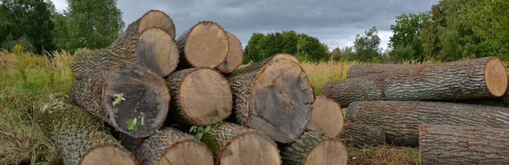 Два з половиною мільйона гривень за вирубку лісів – рішення буковинського суду