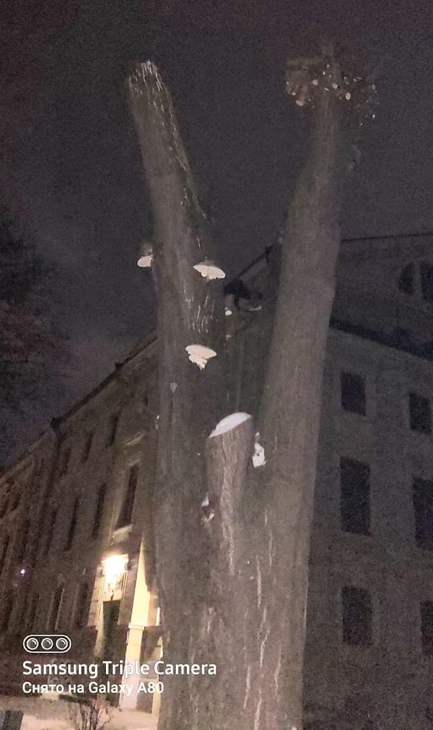  У Чернівцях продовжують калічити дерева