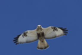 Одні вже прилітають, а інші  – відлітають... (образок)