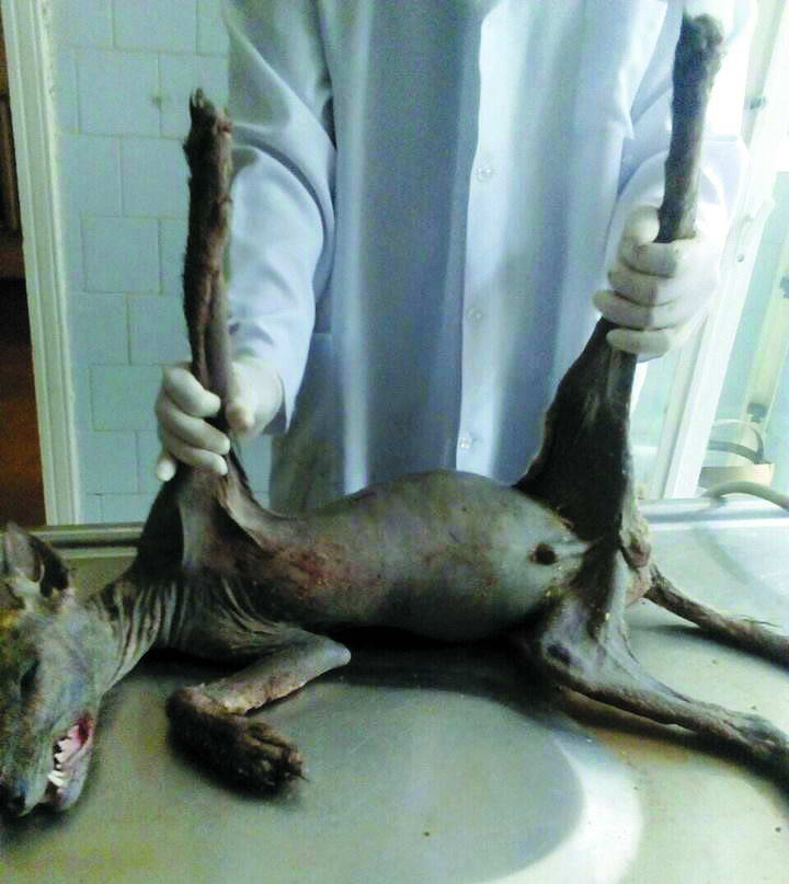 Буковинський ветеринар зробив розтин… чупакабрі!